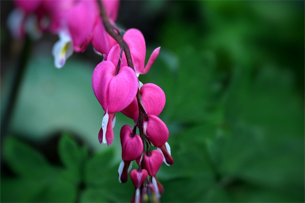 芳村玫瑰花批發(fā)市場(chǎng)(芳村鮮花市場(chǎng)在哪里)