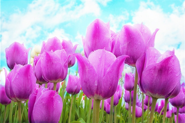如何保存玫瑰花瓣(如何保存玫瑰花瓣不凋謝)