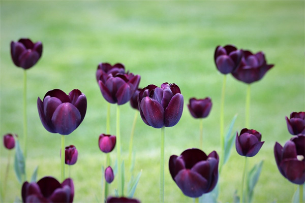 哪些花好養(yǎng)(哪些花好養(yǎng)又開好看的花)