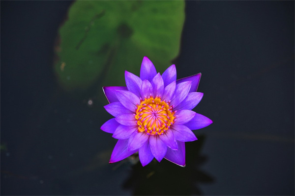 花期長的盆栽花卉推薦(花期長的花卉有哪些室內)
