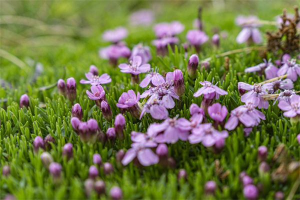 牽牛花是白天開花晚上閉合嗎(牽牛花白天開放晚上關閉是什么生物特征)