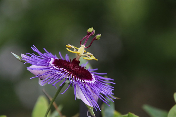 漂亮的花籃(漂亮的花籃怎么折)
