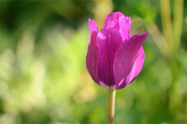 花壇里的花有什么(花壇里的花有什么特點)