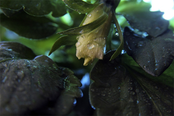 原神的冰霧花朵在哪里采(原神的冰霧花朵在哪里采集)