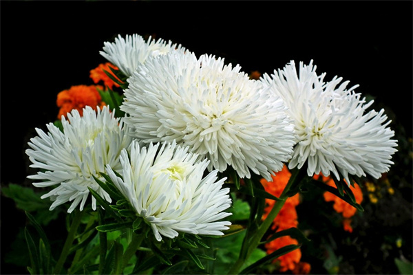 大型花卉有哪些(大型花卉批發市場在哪里)
