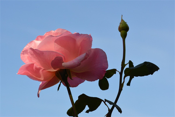 什么時候嫁接柿子樹最好(柿子樹嫁接時間和方法)