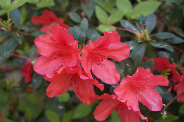 洱海里面的花是什么花(洱海里面的花是什么花啊)
