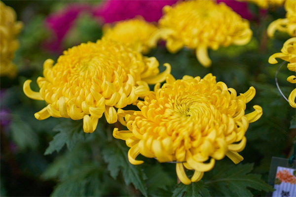 阜陽鮮花(阜陽鮮花店訂花)