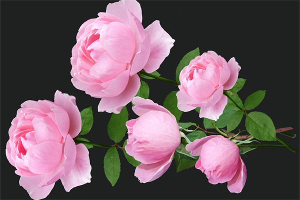 曼陀羅花語(綠色曼陀羅花語)