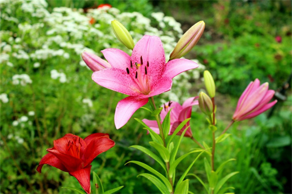 黃花風(fēng)鈴木怎樣種植(黃花風(fēng)鈴木栽培技術(shù))