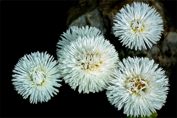適合家里客廳養的花(客廳最旺宅的大型植物)