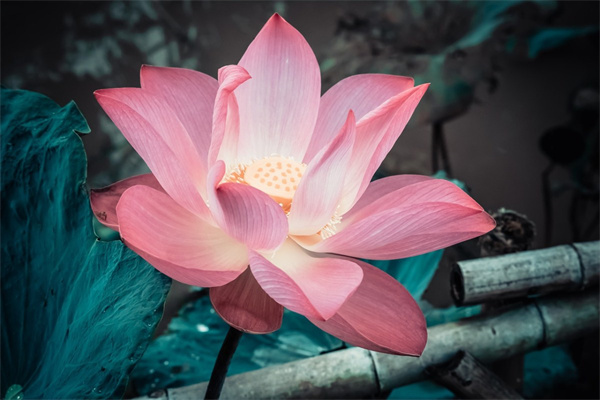 梅花的寓意與花語是什么(有關梅花的象征意義)