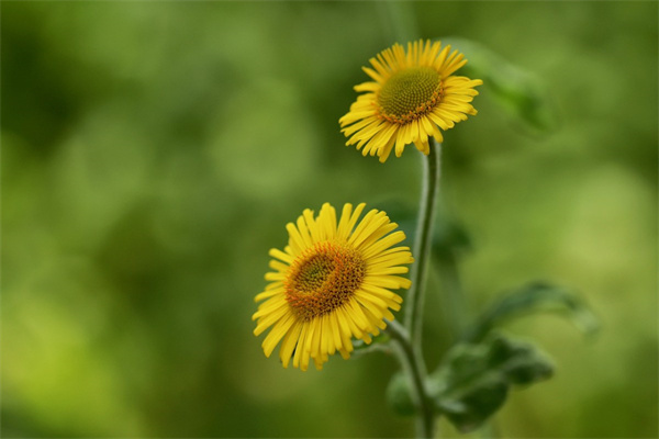 安順鮮花批發(fā)基地在哪里(安順鮮花店鋪電話)