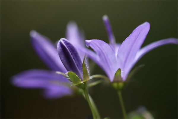 桔梗花的花語和象征(室內最好養的花)