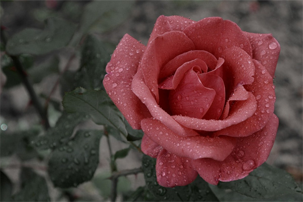 玫瑰花種在家門口好不好(玫瑰花種在家里影響風水嗎)