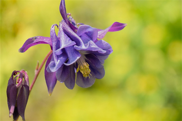 薔薇花語是什么意思(簡述薔薇象征的意義)