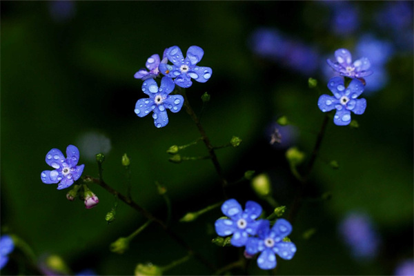 盆栽玫瑰花怎么過冬(盆栽玫瑰花怎么越冬)