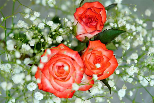 竹子花語(竹子花語是什么意思)
