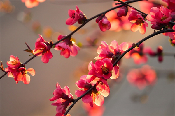 中國古代有玫瑰花嗎(中國古代有玫瑰花嗎為什么)