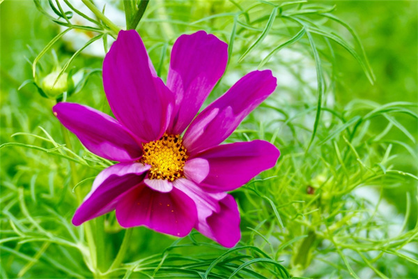盆栽鐵樹花卉(鐵樹盆景好養嗎)