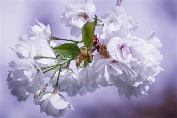 多彩鮮花(多彩鮮花圖片)