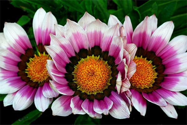 百花公園都有什么花(百花公園有啥花)