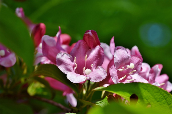 四季開花好養的花(室內四季開花好養的花)