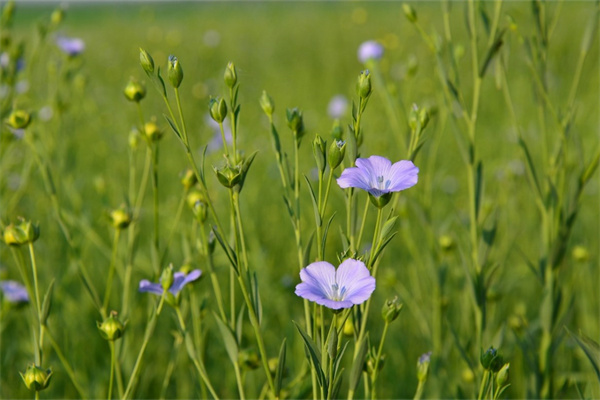 花束紙在哪里買(花束紙在哪里買比較好)