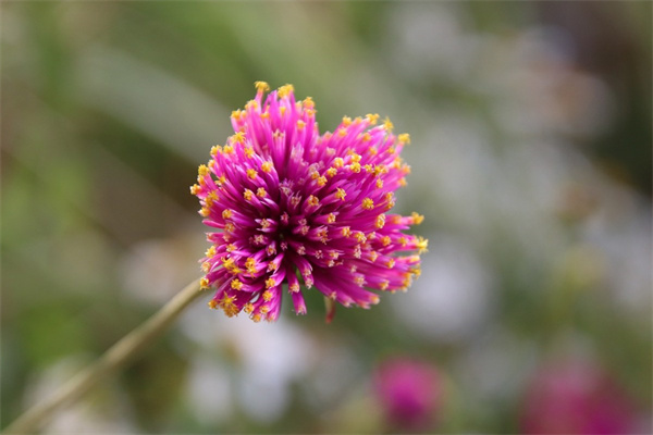 藍色漸變玫瑰花(藍色漸變玫瑰花叫什么名字)