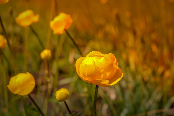 最大的鮮花批發市場在哪里(廣州最大的鮮花批發市場在哪里)
