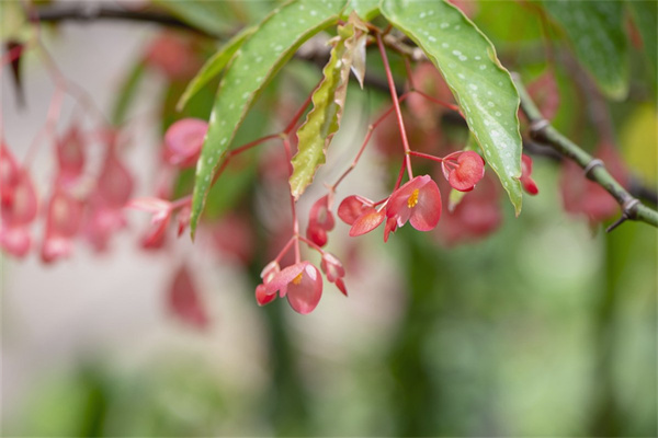 玫瑰花泡水屬于茶嗎(玫瑰花泡茶好還是煮茶好)