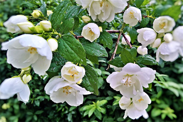 桂花適合室內養嗎(桂花適合在室內養嗎風水)
