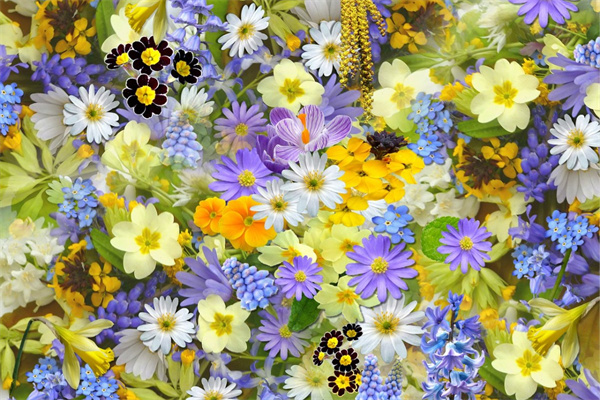 思念花語的花有哪些(思念花語的花有哪些圖片)