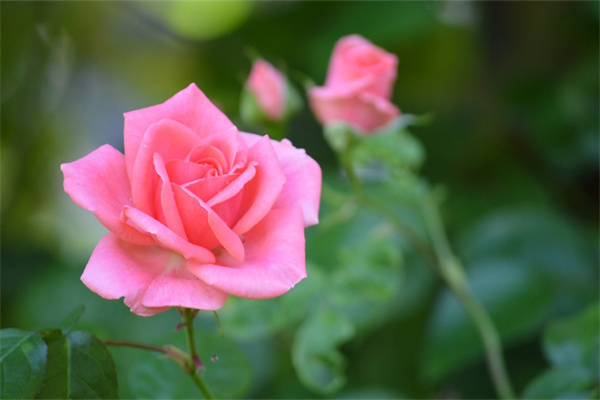 干花是真花嗎(干花好還是真花好)