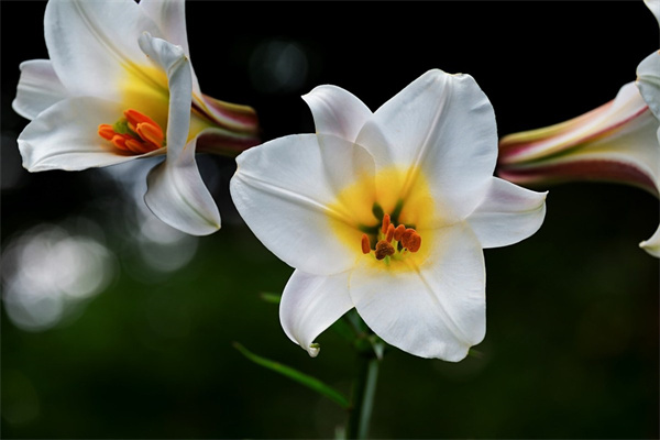 白白的花朵(白白的花朵有什么有四片葉子)