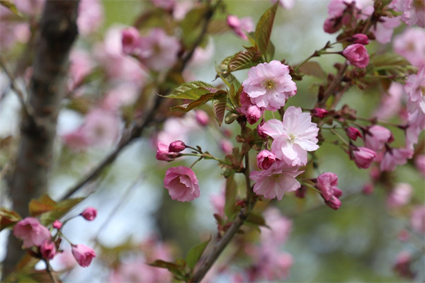 哪里有花鳥市場(成都哪里有花鳥市場)