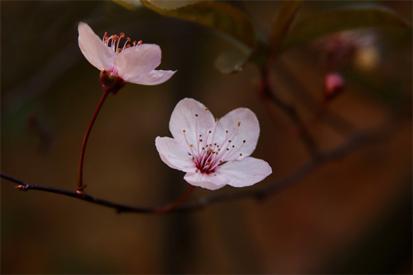 和田玫瑰花(和田玫瑰花醬)