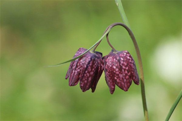 竹子能開花嗎(竹子為什么會開花)
