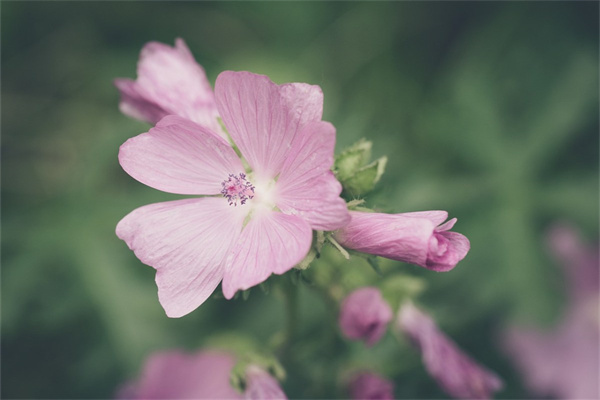 10月有哪些花開花(10月有什么花開的季節(jié))