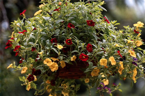 金邊瑞香花期長嗎(有關(guān)金邊瑞香的開花季節(jié))