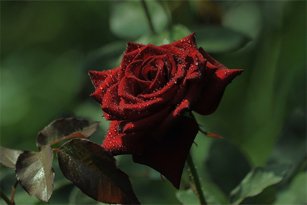 可以爬墻的花(可以爬墻的花是什么花啊)