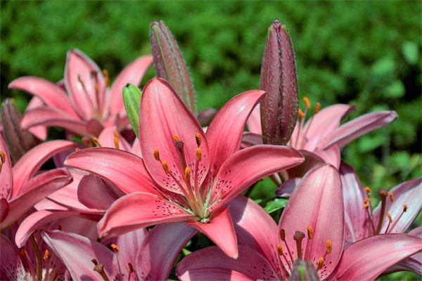 玫瑰茄和藏紅花能一起喝嗎(藏紅花可以和玫瑰茄一起泡水喝嗎)