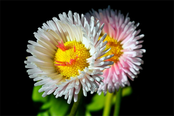 33朵玫瑰花(33朵玫瑰花圖片)