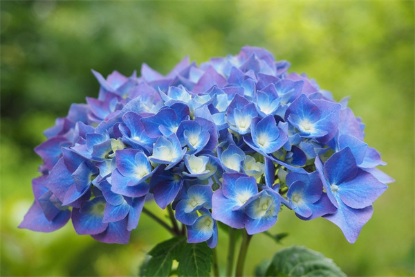 客廳放什么高大植物好(客廳放什么高大植物好呢)