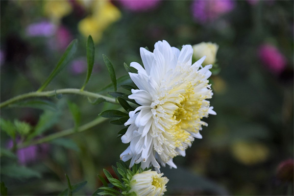 一年四季開花好養的花(365天開花不斷的花卉)