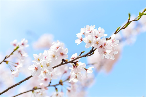 超輕粘土百合花教程(超輕粘土百合花教程簡(jiǎn)單)