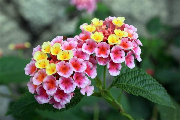 花大臣牡丹(牡丹花島大臣)