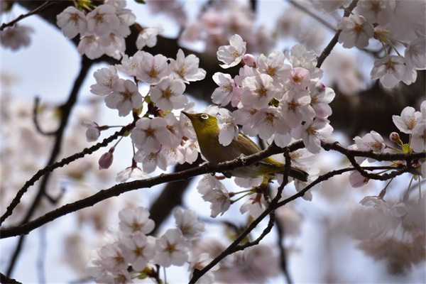 丁香花花束(丁香花花束鉤織)