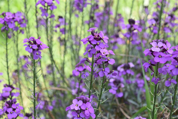 哪有鮮花買(哪里能買鮮花)