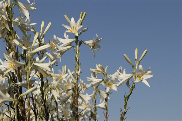 百合花插花(百合花插花怎么養(yǎng)才能保持開的久)